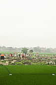VIETNAM, Hanoi countryside, beautiful rice fields surround a cemetery in Thanh Bac Ninh