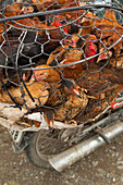VIETNAM, Hue, chickens for sale on the back of a moped, the side of the road in rural Hue
