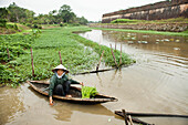VIETNAM, Hue, Nguyen Thi Ngan picks a leafy green vegetable called rau muong in the Citadel canal