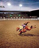 USA, Wyoming, Saddle Bronc Rider at the Cody Rodeo