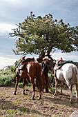 USA, Wyoming, Encampment, a wrangler holds two horses by the reins, Abara Ranch