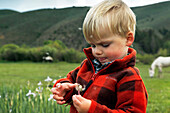 USA, Wyoming, Encampment, a young boy playing with a dandelion, AbarA Ranch