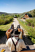 USA, Wyoming, Encampment, cowboy drives a team of belgian horses pulling a wagon, AbarA Ranch