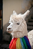 Alpaka mit Schmuck in den Straßen von Cusco, Cuzco, Peru, Anden, Südamerika