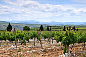 Vineyard near Medugorje south of Mostar, Bosnia and Herzegovina