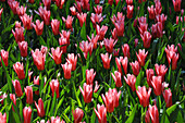 Nahaufnahme von Tulpen, Keukenhof bei Lisse, Niederlande
