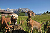 Young goats on a meadow near the Karwendel mountain range near Mittenwald, Bavaria, Germany