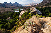 Madagaskarpalme, Pachypodium rosulatum, Anjaha Reservat bei Ambalavao, Fianarantsoa Region, Madagaskar, Afrika