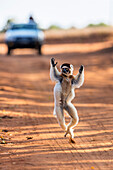 Larvensifaka hüpft tanzend über die Strasse, Propithecus verreauxi, Berenty Reservat, Madagaskar, Afrika