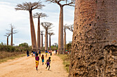Baobab-Allee bei Morondava, Adansonia grandidieri, West-Madagaskar, Afrika