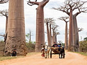 Oxcart on a Baobab alley near Morondava, Adansonia grandidieri, Madagascar, Africa