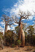 Verliebte Baobabs, Baobabs amoureux, Adansonia rubrostipa, bei Morondava, Madagaskar