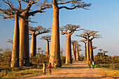 Baobab-Allee bei Morondava, Adansonia grandidieri, Madagaskar