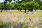 Flower meadow, near Manacor, Majorca, Spain
