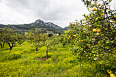 Zitronenbäume, Soller, Mallorca, Spanien