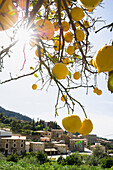 Zitronenbäume, Estellencs, Mallorca, Spanien
