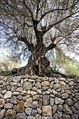 Olivenbaum und Trockenmauer bei Banyalbufar, Mallorca, Spanien
