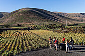 Aloe Vera field near Orzola, Lanzarote, Canary Islands, Spain