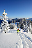 Frau auf Skitour steigt zum Teufelstättkopf auf, Ammergauer Alpen, Oberbayern, Bayern, Deutschland