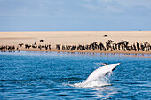Bottlenose Dolphin, Tursiops truncatus, Walvis Bay, Namibia