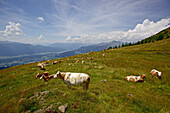 Kuhherde auf einer Weide, Alpe-Adria-Trail, Nockberge, Kärnten, Österreich