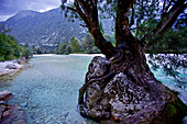 Baum auf einem Felsen am Fluss Soca, Tolmin, Slowenien