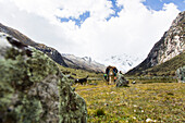 Esel tragen Lasten aus dem Ishinca Tal, Tocllaraju im Hintergrund, Pashpa, Huaraz, Ancash, Cordillera Blanca, Andes, Peru