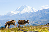 Donkeys carrying firewood, Huascaran, Pashpa, Ishinca Valley, Huaraz, Ancash, Cordillera Blanca, Andes, Peru