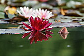 Reflection of a water lily in the pond of Claude Monet's garden, Giverny, Seine-Maritime, Haut-Normandie, France