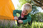Boy (2 years) putting up a tent, Wesenberg, Mecklenburg-Western Pomerania, Germany