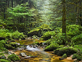 Gießenbach, Stillensteinklamm, Grein an der Donau, Oberösterreich, Österreich