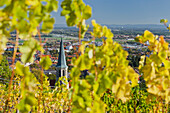 View of the church through vines, Thermenregion, Gumpoldskirchen, Lower Austria, Austria