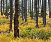 Pine forest, Dunkelsteiner Wald, Goettweig, Lower Austria, Austria