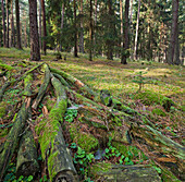 Dead wood in Dunkelsteiner Wald, Goettweig, Lower Austria, Austria
