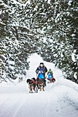 Pirena Advance is a 15 days long sleddog race across the Pyrenees  Spain-France-Andorra Scoring for the world sleddog championship, it is one of the reference races in Europe  It has been held between January and February for 22 years Pirena  Sled  Dog  R