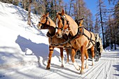 Switzerland, The Graubunden canton, Sils Maria village, Gian Coretti two horses carriage barouche