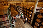 Wine cellar, Aging wine storage in barrels, Olarra winery, Rioja, Logroño, Spain
