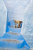 Chefchaouen  Rif region, Morocco.