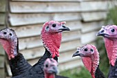 Norfolk Black Turkey Portrait