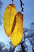 Sweet Chestnut Castanea sativa leaves in autumn