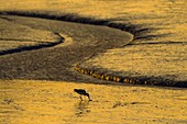 Bar-tailed Godwit Limosa lapponica feeding on coastal mudflats Norfolk Winter