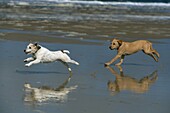 Yellow Labrador Puppy and Jack Russell Terrier running on beach