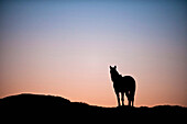 Silhouette of horse on hilltop