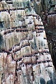 Norway, Spitzbergern, Svalbard, Hinlopenstretet, colony of Alkefjellet, Rocks, Bird colony, Thick-billed Murre or Brünnich´s Guillemot Uria lomvia and Black-legged Kittiwake Rissa tridactyla