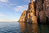 Norway, Spitzbergern, Svalbard, Hinlopenstretet, colony of Alkefjellet, Rocks, Bird colony, Thick-billed Murre or Brünnich´s Guillemot Uria lomvia and Black-legged Kittiwake Rissa tridactyla