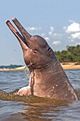 South America ,Brazil, Amazonas state, Manaus, Amazon river basin, along Rio Negro, Amazon River Dolphin, Pink River Dolphin or Boto Inia geoffrensis, wild animal in tannin-rich water, extremely rare picture of wild animal spyhopping ,Threatened specie
