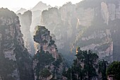 China, Hunan Province, Zhangjiajie National Forest Park UNESCO World Heritage Site, Hallrlujah Mountains Floating Mountains, Avatar site, morning