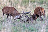 France, Haute Saone, Private park, Red Deer Cervus elaphus two stags, fighting, during rutting season