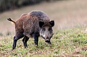 France, Haute Saone, Private park, Wild Boar Sus scrofa