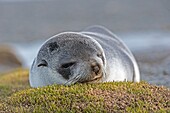 United Kingdom, South Georgia Islands, Stromness Harbour, American Fur Seal, Arctocephalus australis